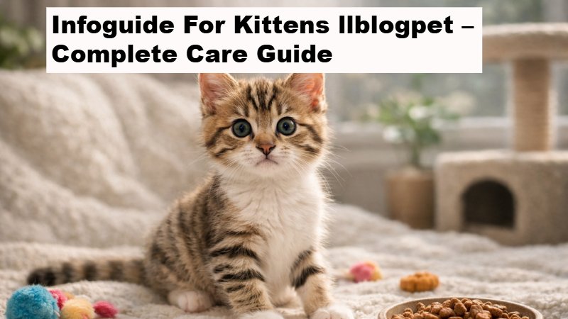 Infoguide For Kittens llblogpet