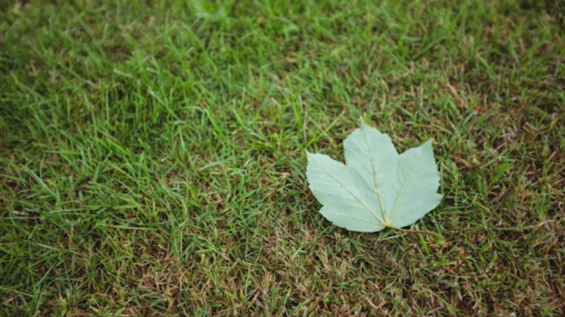 Weed Growth on Your Property